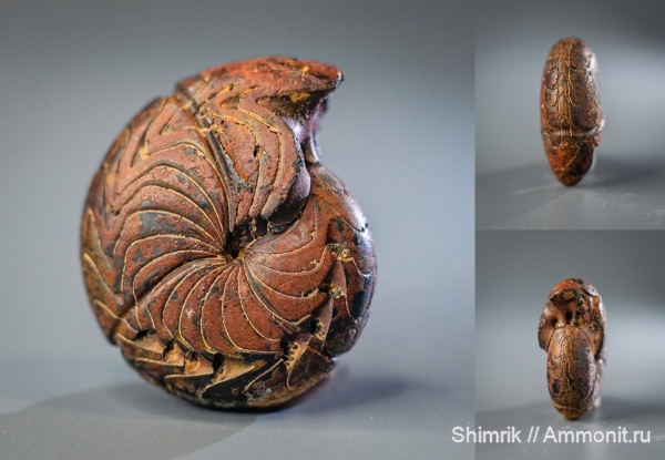 Devonian, Goniatitida, аммоноидеи