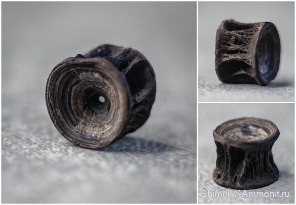 позвонки, Oxfordian