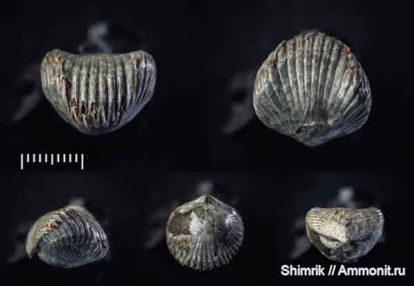 брахиоподы, Rhynchonellida, Callovian