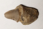 Pinegathyris, athyridida (лофофор)