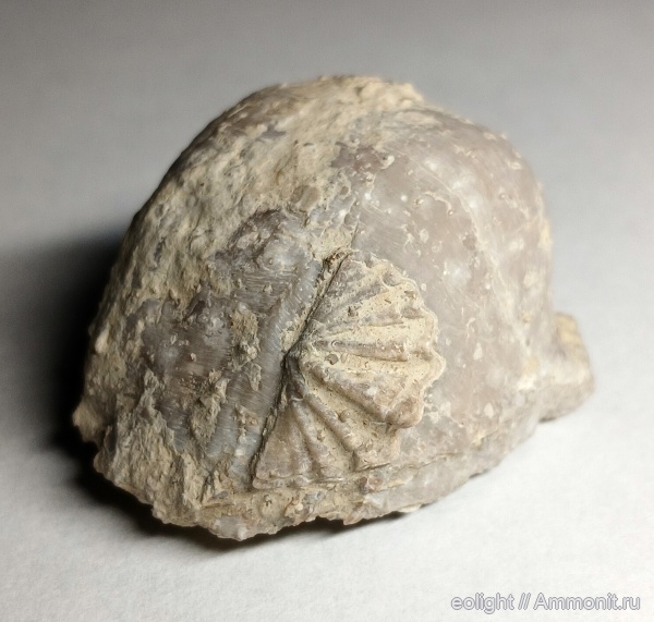 казанский ярус, Odontospirifer subcristatus