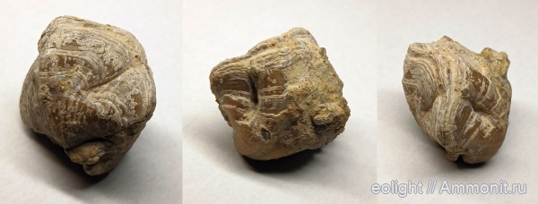 прижизненные повреждения, Licharewia, казанский ярус