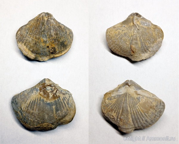 Licharewia, казанский ярус