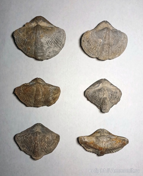 Licharewia, казанский ярус