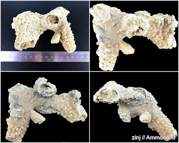 Thalassinoides, Ophiomorpha, Spongeliomorpha, SOT, Елшанский