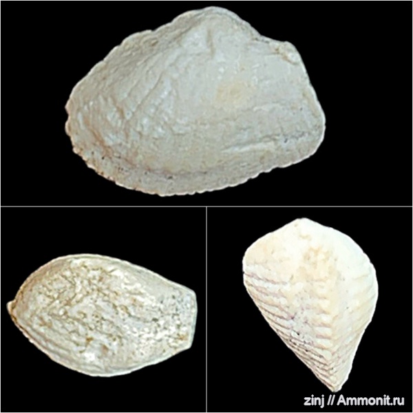 карбон, Conocardium, Arceodomus snjatkovi