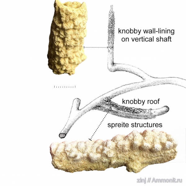 Thalassinoides, Ophiomorpha, Spongeliomorpha, SOT, Елшанский