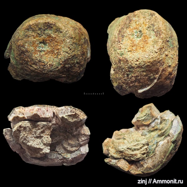 юра, оксфорд, серпулы, Cyclocrinus, Serpulidae, р. Йода, holdfast, Oxfordian, Jurassic