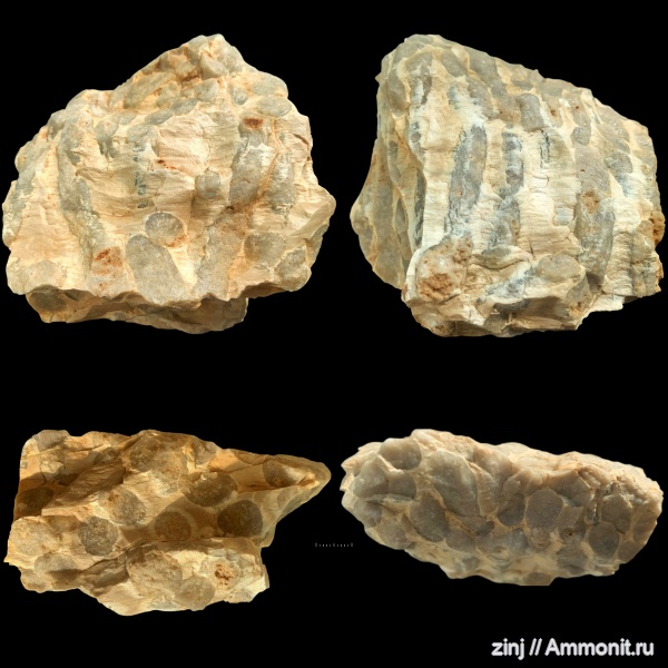 Камышинский питомник, Волгоградская область.