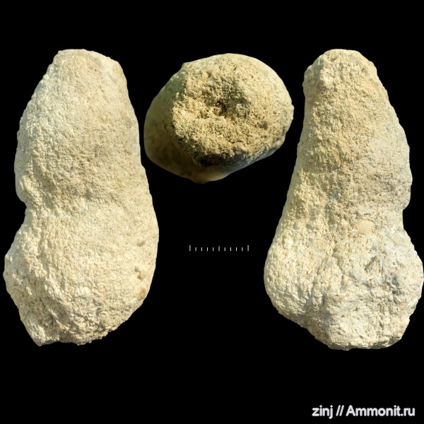 карбон, Scyphia, Protoleucon, protodysidea mjatshkowi, Aplysina