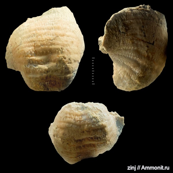 брахиоподы, карбон, плеченогие, Echinoconchus, Productida, Echinoconchidae