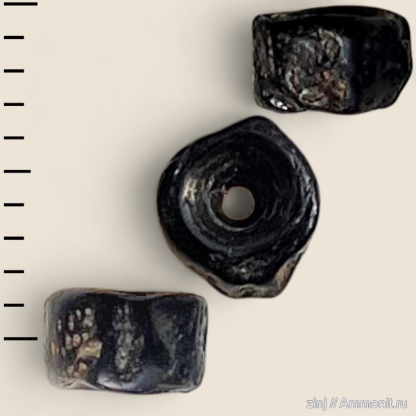 позвонки рыб, костные рыбы