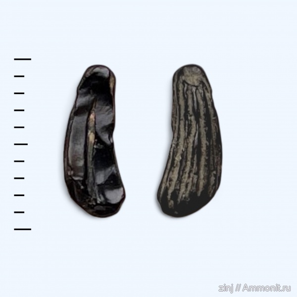 юра, ихтиозавры, волжский ярус, зубы рептилий, Volgian, Jurassic