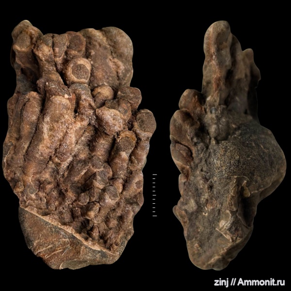 мел, древоточцы, Teredolites, Сланцевый Рудник