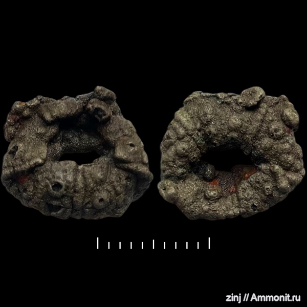 морские ежи, иглокожие, юра, волжский ярус, Plegiocidaris, Volgian, Jurassic