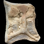 Камышинские «корни»