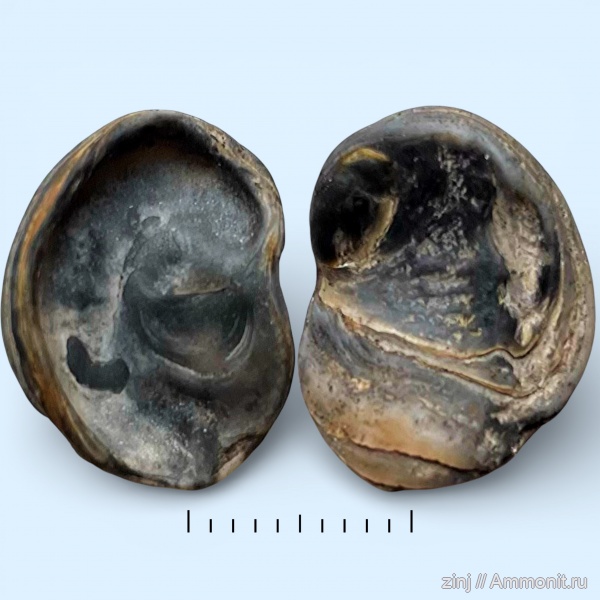 юра, волжский ярус, Exogyra, Volgian, Jurassic, Amphidonte