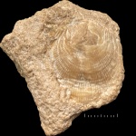 Карамышевский карбон: брахиопода