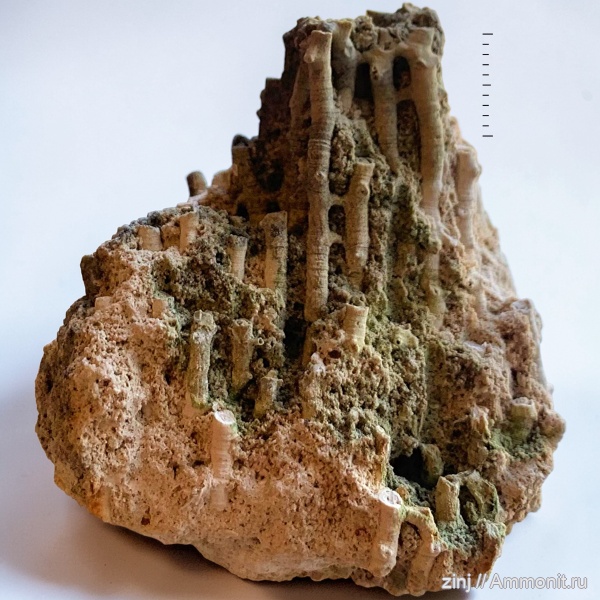 карбон, Syringopora, табуляты, Tabulata, сирингопоры