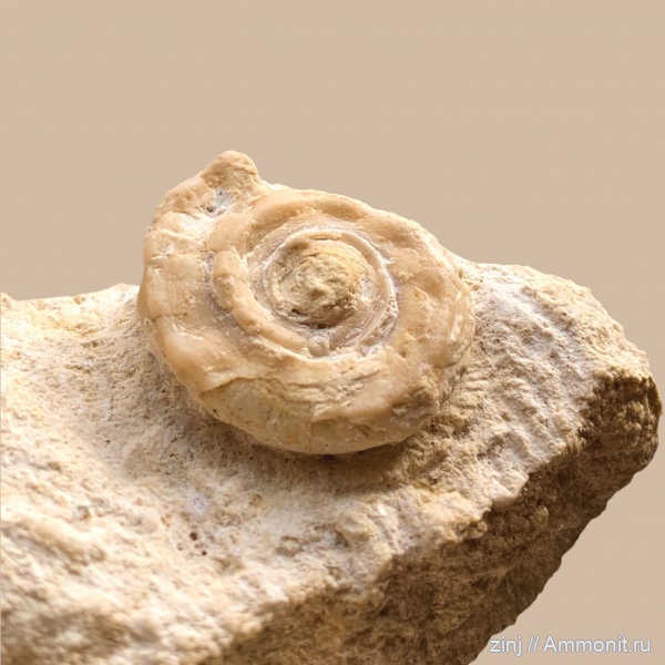 карбон, Euomphalus, Straparollus, Euomphalus pirochiensis, Выселки