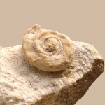 Страпароллус пирочинский