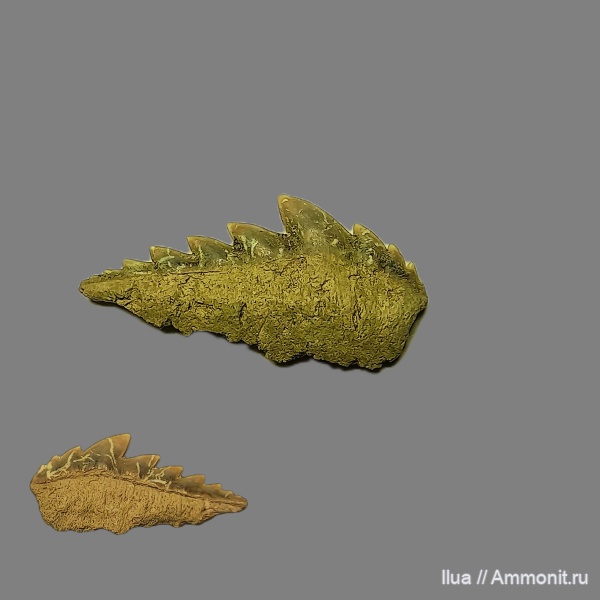 мел, маастрихт, Волгоград