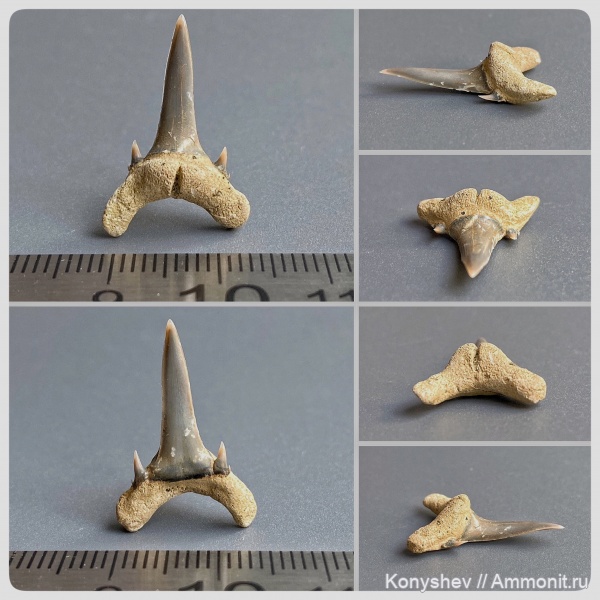палеоцен, зубы акул, Odontaspis, Волгоградская область, даний, Odontaspis speyeri