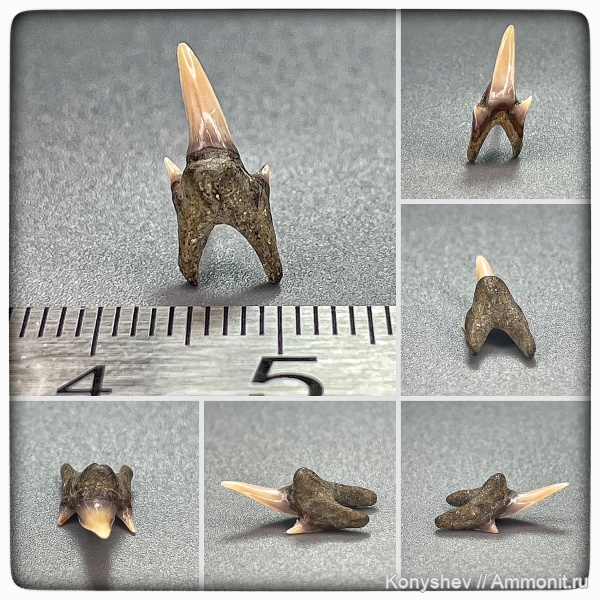 мел, сеноман, зубы акул, Protolamna, Тамбовская область