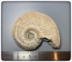 Kosmoceras phaeinum