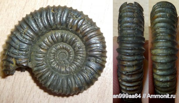 аммониты, юра, Peltoceras, Дубки, Саратовская область, Ammonites, Jurassic
