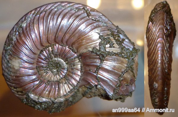 аммониты, Quenstedtoceras, Дубки, Саратовская область, Ammonites