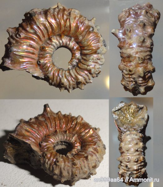 аммониты, юра, Kosmoceras, верхний келловей, Дубки, Саратовская область, Ammonites, Jurassic