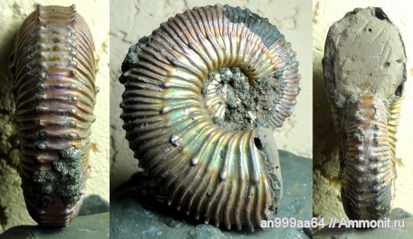 аммониты, Kosmoceras, Дубки, Ammonites, Kosmoceras duncani