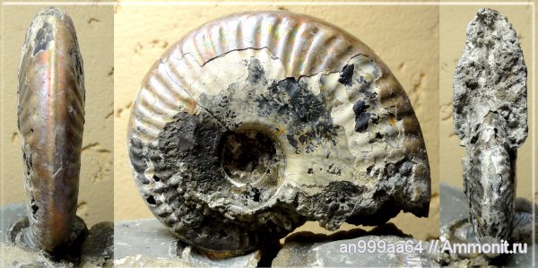аммониты, юра, Sublunuloceras, Дубки, Ammonites, Sublunuloceras discoides, Jurassic