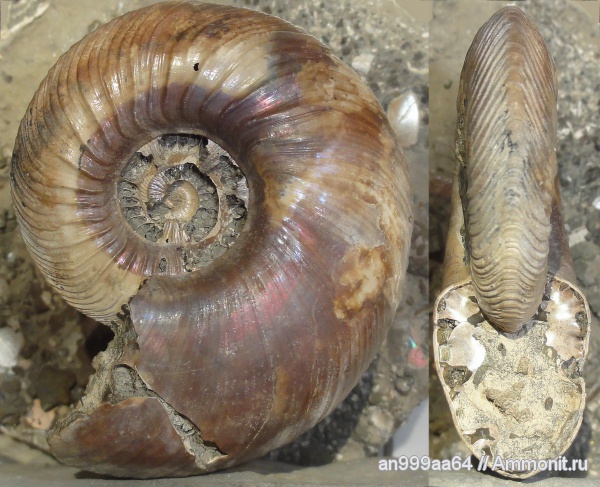 аммониты, макроконхи, Quenstedtoceras, Дубки, Ammonites, Quenstedtoceras brasili, Macroconchs