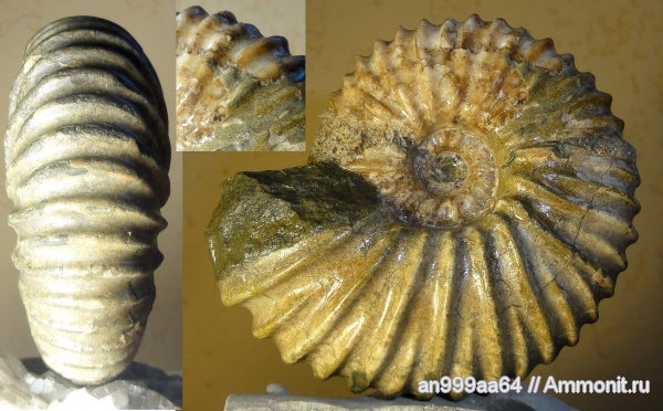 аммониты, Ammonites, Parahoplites, Parahoplites melchioris