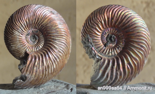аммониты, Quenstedtoceras, Quenstedtoceras lamberti, Дубки, Ammonites
