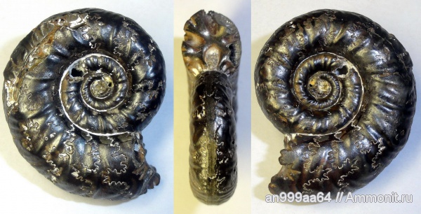 аммониты, Ammonites, лопастные линии, Grossouvria