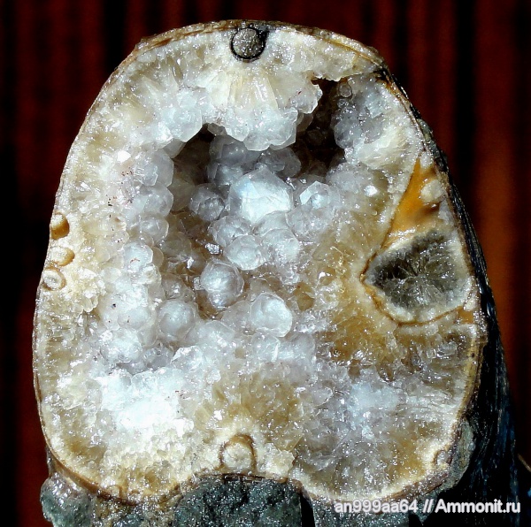 аммониты, сифон, Ammonites