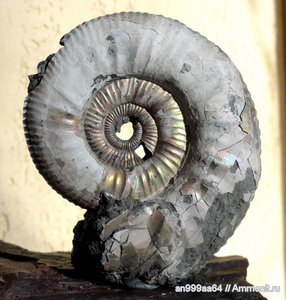 аммониты, Binatisphinctes, Binatisphinctes rjasanensis, Ammonites