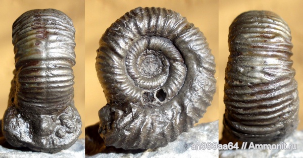 аммониты, прижизненные повреждения, Ammonites, Crussoliceras