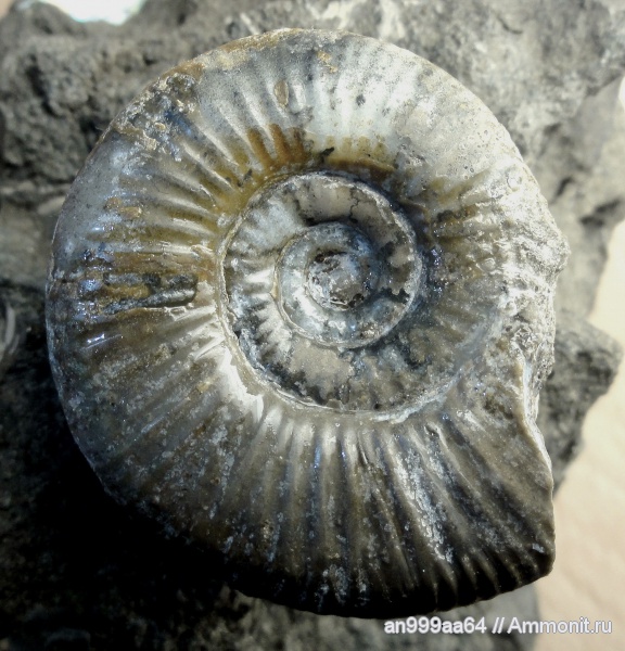 аммониты, Elatmites, Ammonites