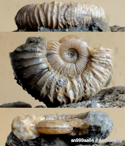 аммониты, мел, апт, прижизненные повреждения, Ammonites, Silesitidae, Pseudosilesites, Pseudosilesites akushensis, Desmoceratoidea, Aptian, Cretaceous