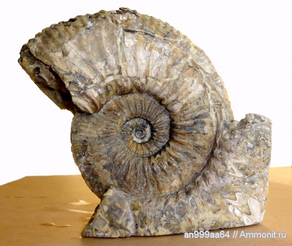 аммониты, мел, апт, Ammonites, Acanthohoplites, Parahoplitidae, Aptian, Cretaceous