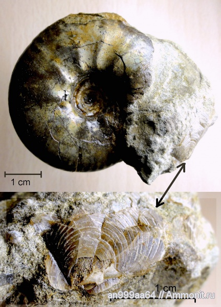 аммониты, Craspedites, Entolium, Кашпир, Ammonites, Craspedites parakaschpuricus