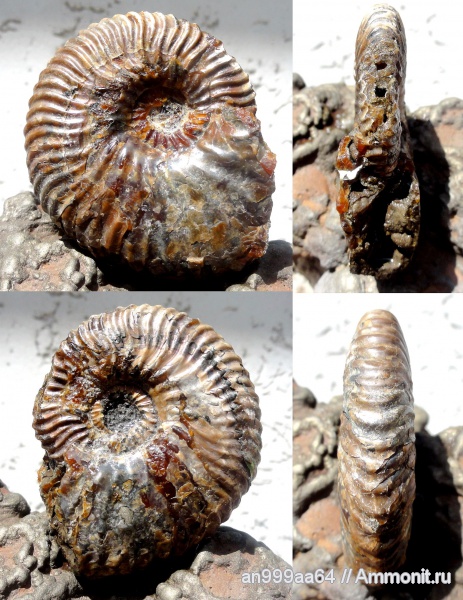 аммониты, мел, Deshayesites, Ammonites, Deshayesites luppovi, Deshayesitidae, Aptian, Cretaceous