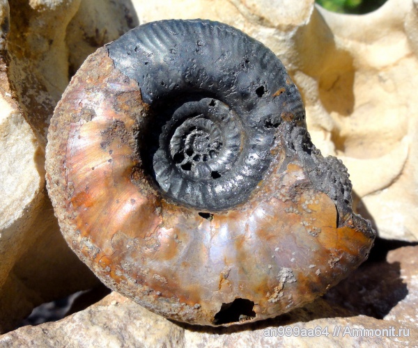 аммониты, Choffatia, Дубки, Perisphinctidae, Ammonites, Grossouvria