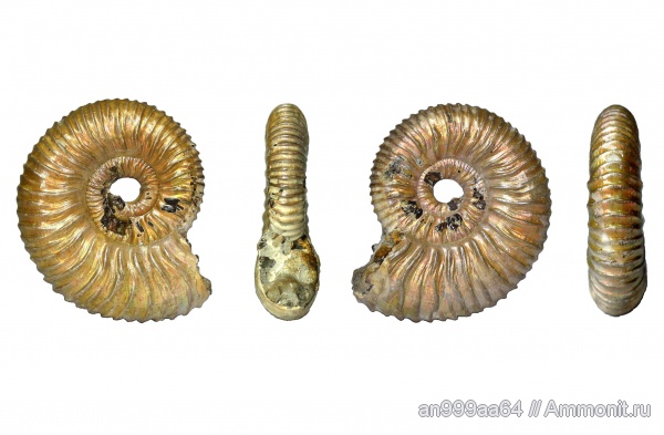 аммониты, Peltoceras, Дубки, Peltoceratoides, Ammonites, Peltoceras  sinzovi, Parapeltoceras, Parapeltoceras sinzovi