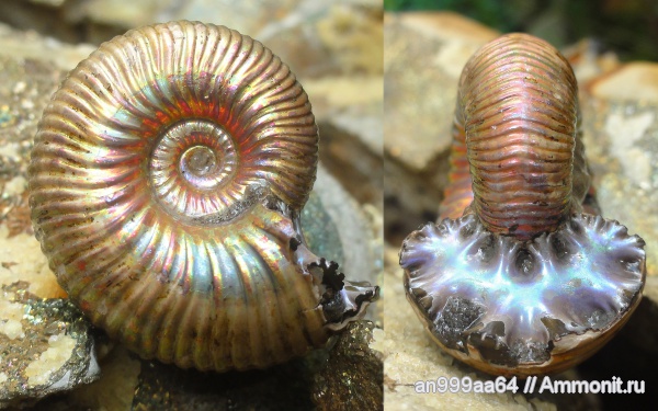 аммониты, Дубки, Eboraciceras, Eboraciceras carinatum, Ammonites