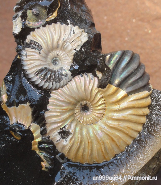 аммониты, Deshayesites, Deshayesites deshayesi, Саратовская область, Ammonites